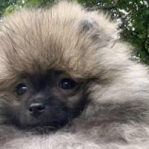 Dash, wolf sable Deutscher Zwergspitz Welpen kaufen
