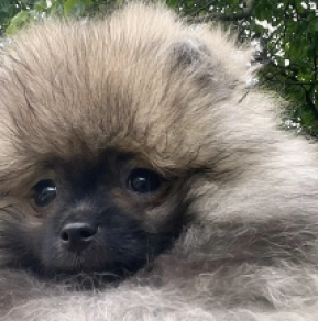 Deutscher Zwergspitz Welpe kaufen