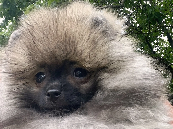 Deutscher Zwergspitz Welpe kaufen