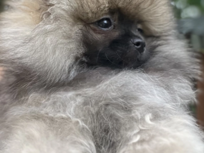 Pomeranian puppy for sale