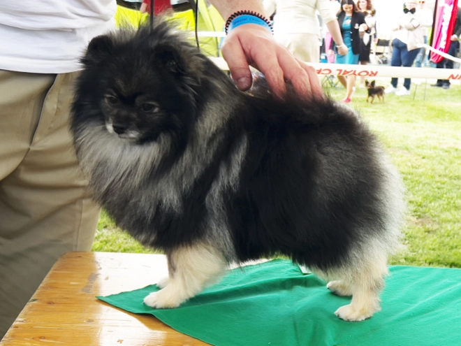 Deutscher Zwergspitz Welpe kaufen