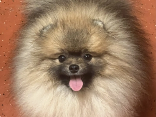 Pomeranian puppy for sale
