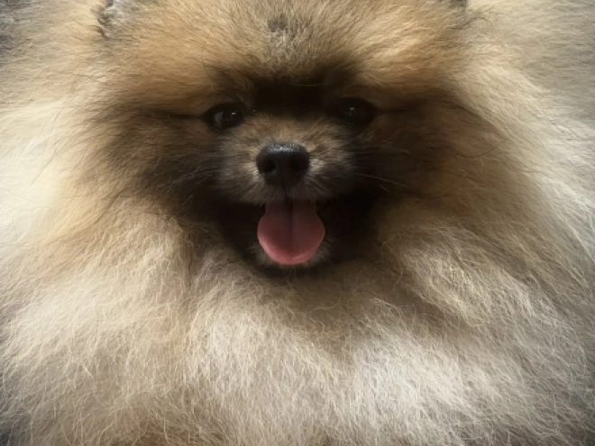 Pomeranian puppy for sale
