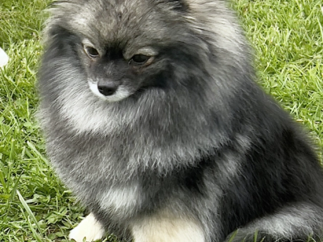 Deutscher Zwergspitz Welpe kaufen