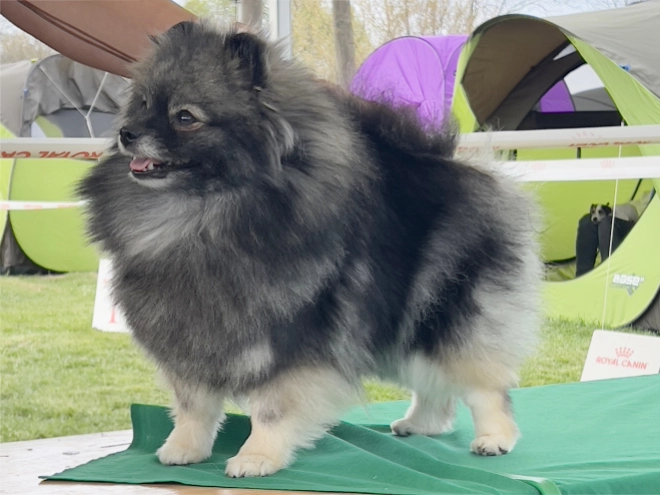 Deutscher Zwergspitz Welpe kaufen