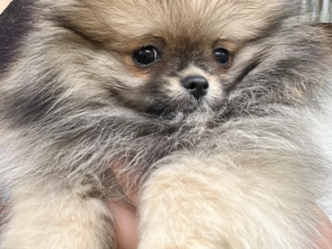 Deutscher Zwergspitz Welpe kaufen