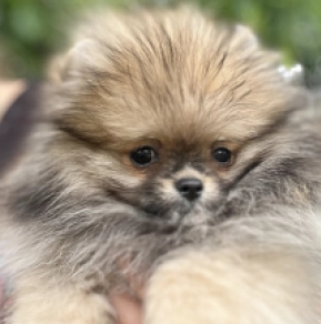Deutscher Zwergspitz Welpe kaufen