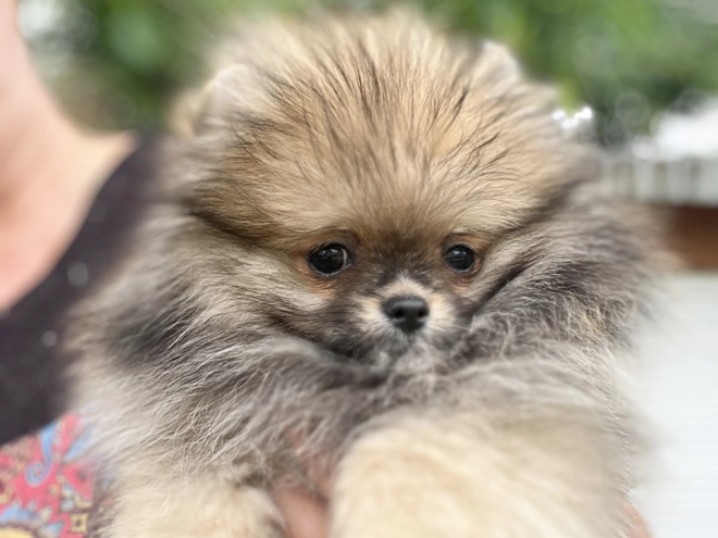 Deutscher Zwergspitz Welpe kaufen