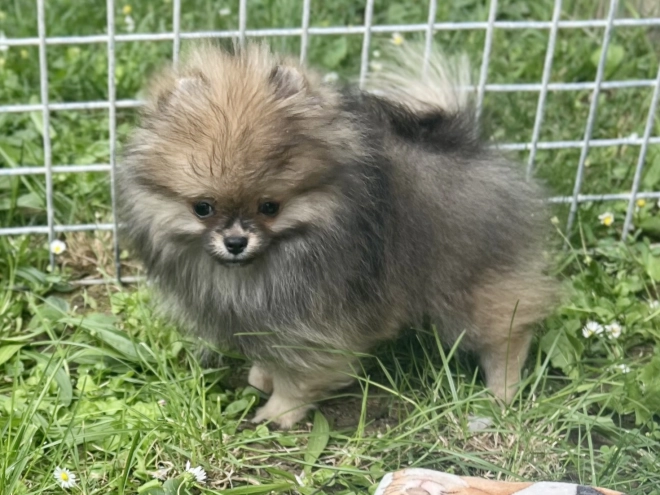 Deutscher Zwergspitz Welpe kaufen
