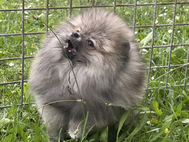 Deutscher Zwergspitz Welpe kaufen