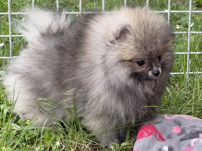 Deutscher Zwergspitz Welpe kaufen