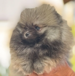 Deutscher Zwergspitz Welpe kaufen