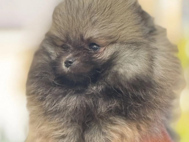 Deutscher Zwergspitz Welpe kaufen