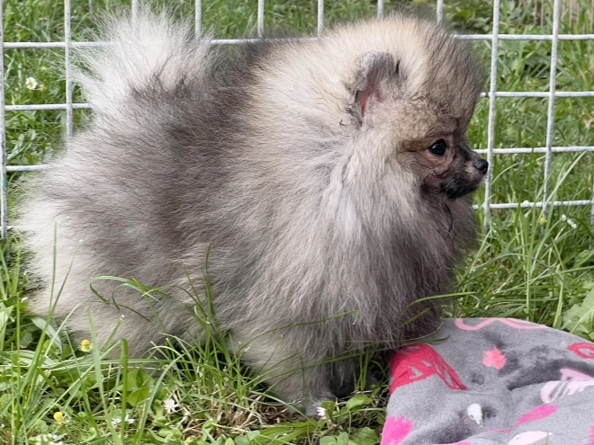 Deutscher Zwergspitz Welpe kaufen