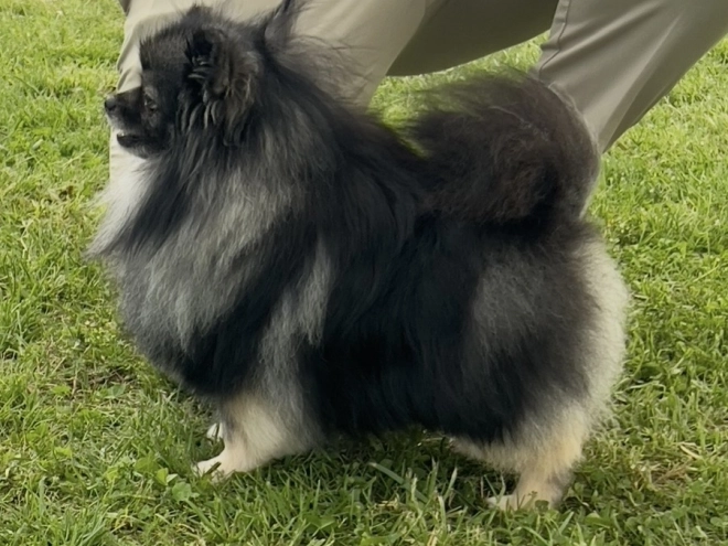 Deutscher Zwergspitz Welpe kaufen