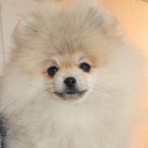 Tidbit, cream Pomeranian for sale