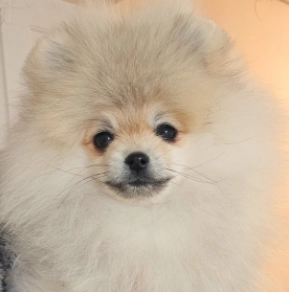 Pomeranian puppy for sale