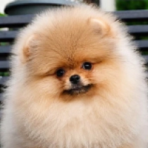 Droplet, orange Pomeranian for sale