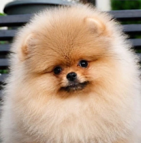 Perros Pomerano en venta