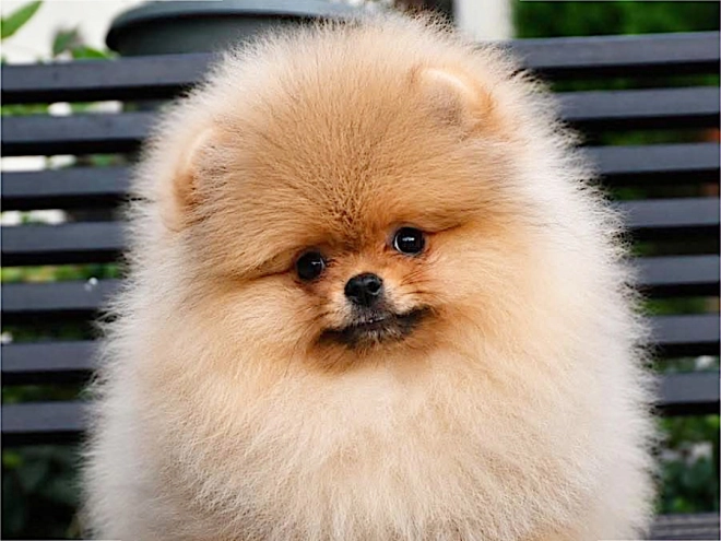 Pomeranian puppy for sale