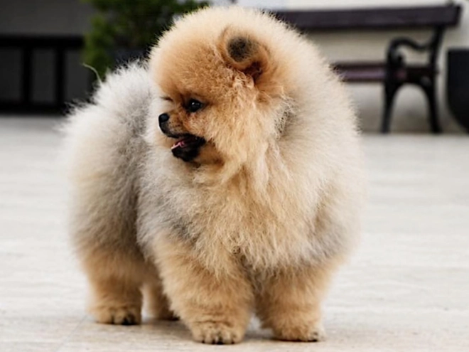 Pomeranian puppy for sale