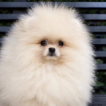 Stumpy, cream Deutscher Zwergspitz Welpen kaufen