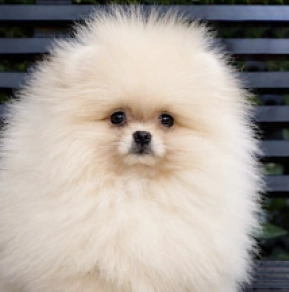 Pomeranian puppy for sale