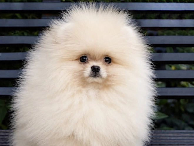 Pomeranian puppy for sale
