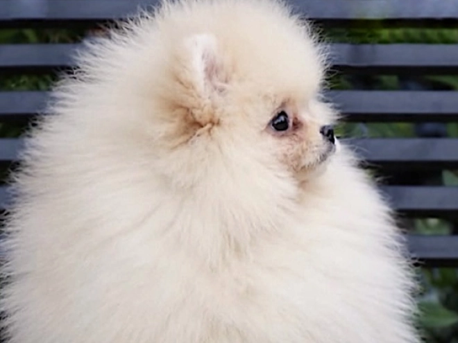 Pomeranian puppy for sale