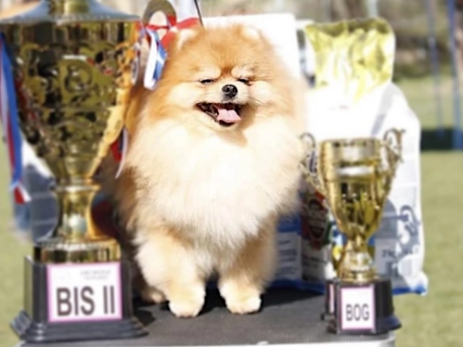 Pomeranian puppy for sale