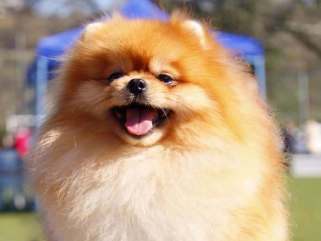 Pomeranian puppy for sale