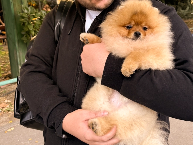 Perros Pomerano en venta