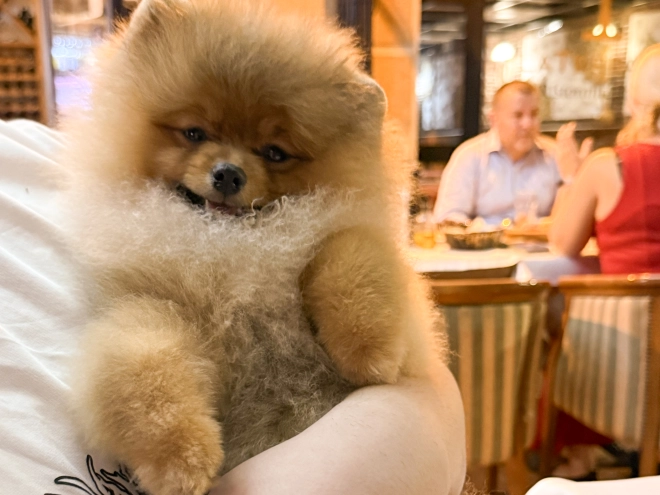 Perros Pomerano en venta