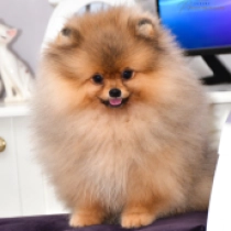 Doglet, orange Deutscher Zwergspitz Welpen kaufen