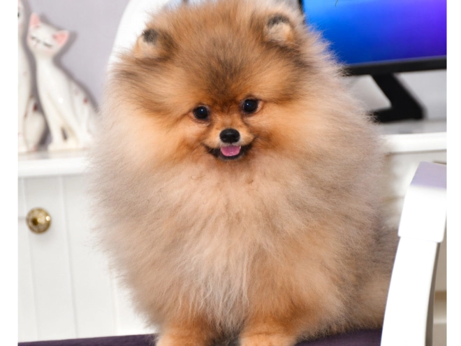 Perros Pomerano en venta