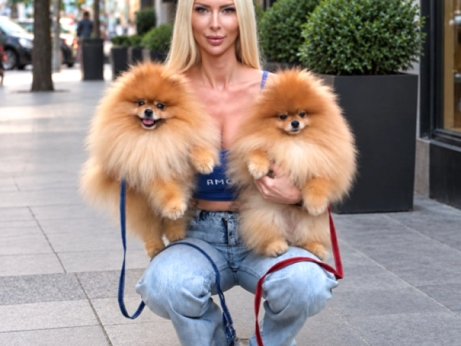 Perros Pomerano en venta