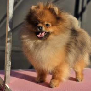 Perros Pomerano en venta