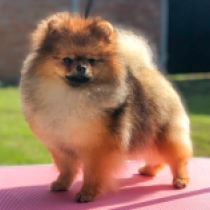 Pomeranian puppy for sale