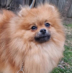 Perros Pomerano en venta