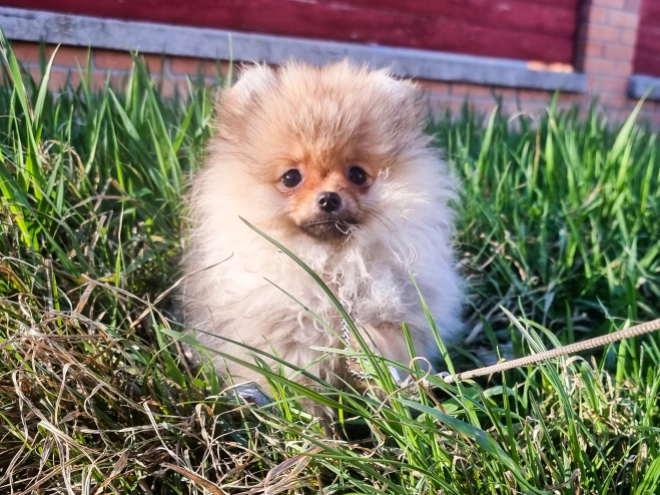 Pomeranian puppy for sale