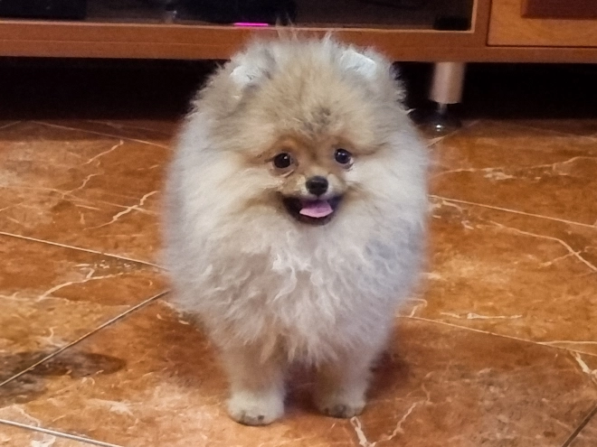 Pomeranian puppy for sale