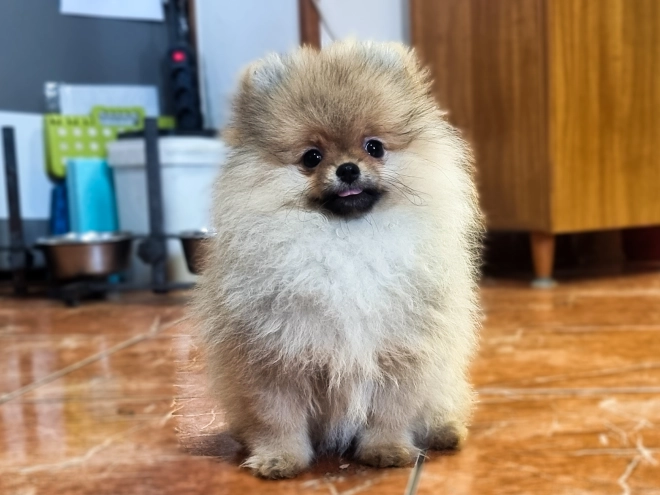 Pomeranian puppy for sale