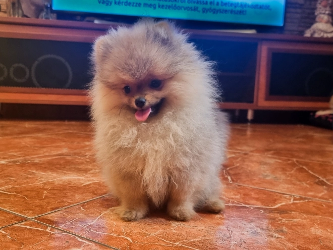 Pomeranian puppy for sale