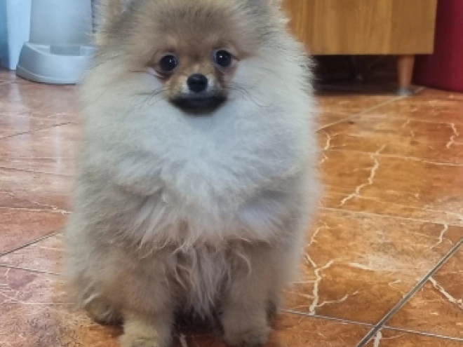 Pomeranian puppy for sale