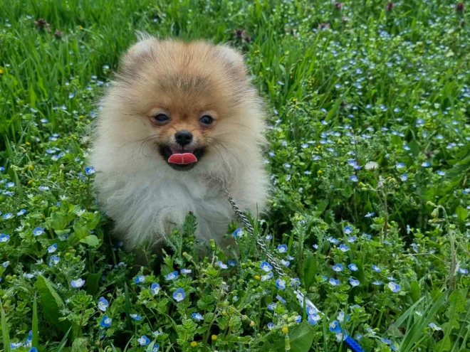 Pomeranian puppy for sale