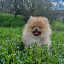 Pomeranian puppy for sale