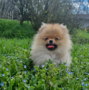 Pomeranian puppy for sale