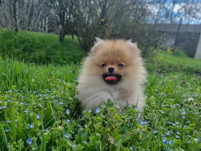 Pomeranian puppy for sale