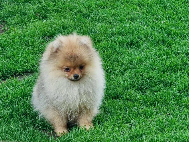 Pomeranian puppy for sale