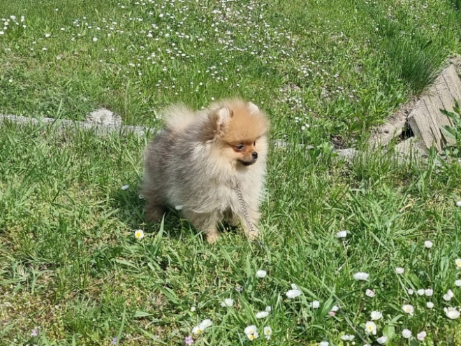 Deutscher Zwergspitz Welpe kaufen